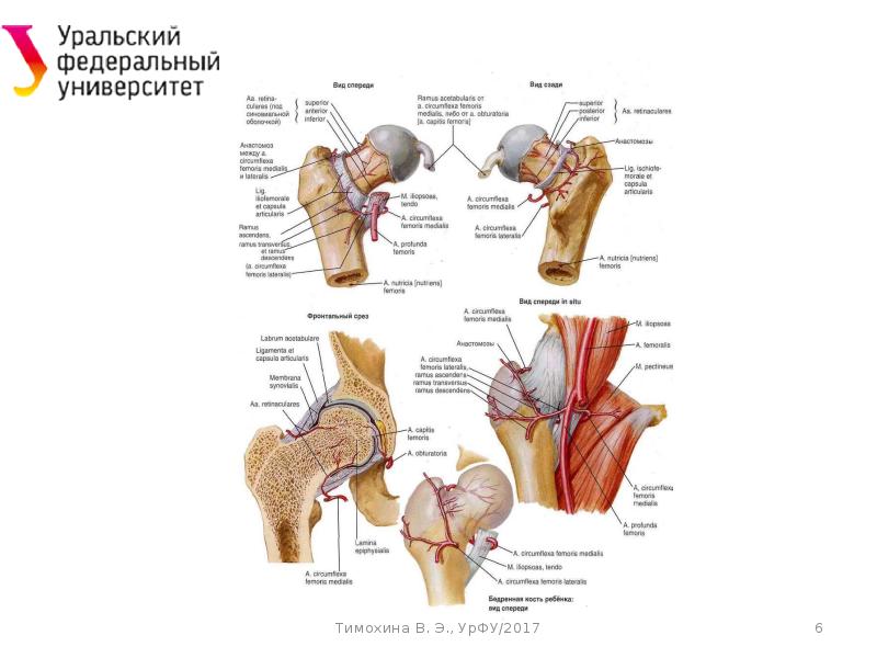 Динамическая анатомия ( лекция 6 )