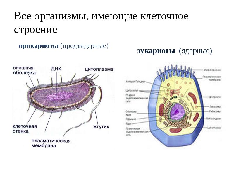 Все организмы, имеющие клеточное строение
прокариоты (предъядерные) Все организмы, имеющие клеточное строение
прокариоты (предъядерные)