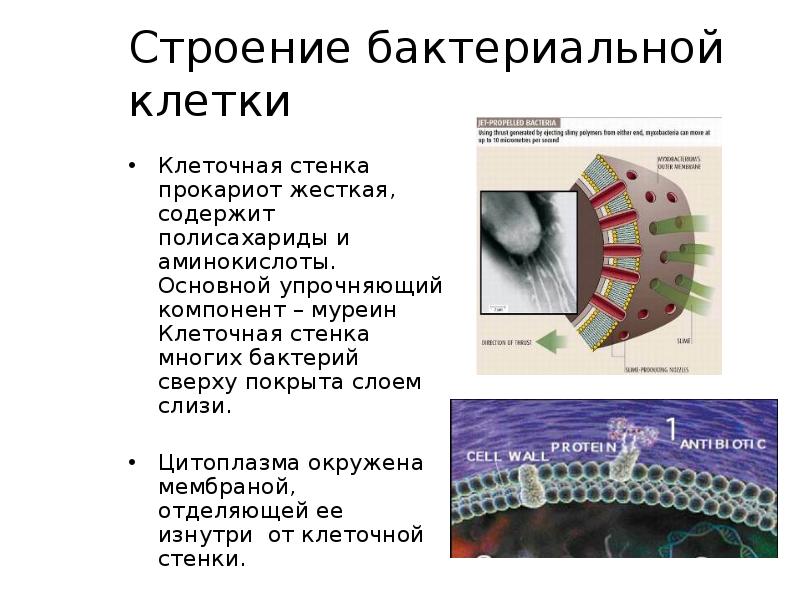 Строение бактериальной клетки
Клеточная стенка прокариот жесткая, содержит полисахариды и аминокислоты. Строение бактериальной клетки
Клеточная стенка прокариот жесткая, содержит полисахариды и аминокислоты.