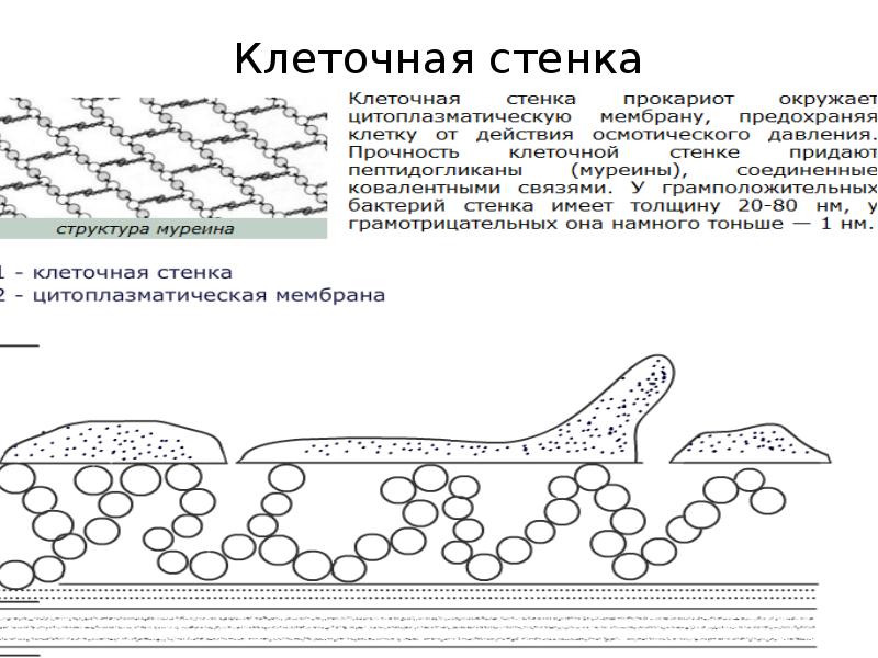 Клеточная стенка Клеточная стенка
