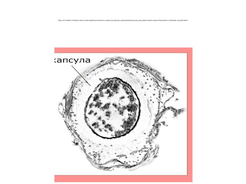 Над клеточной стенкой у многих бактерий расположена слизистая капсула, предназначенная для Над клеточной стенкой у многих бактерий расположена слизистая капсула, предназначенная для