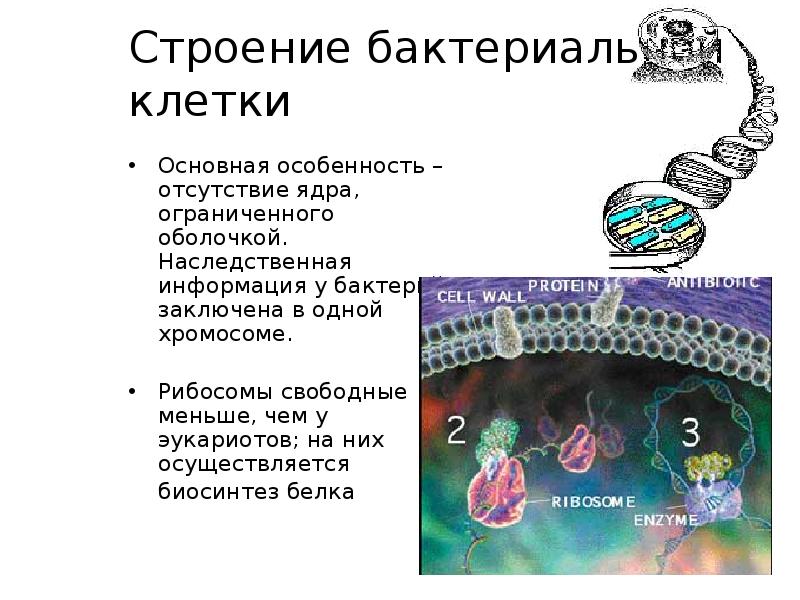 Строение бактериальной клетки
Основная особенность – отсутствие ядра, ограниченного оболочкой. Наследственная Строение бактериальной клетки
Основная особенность – отсутствие ядра, ограниченного оболочкой. Наследственная