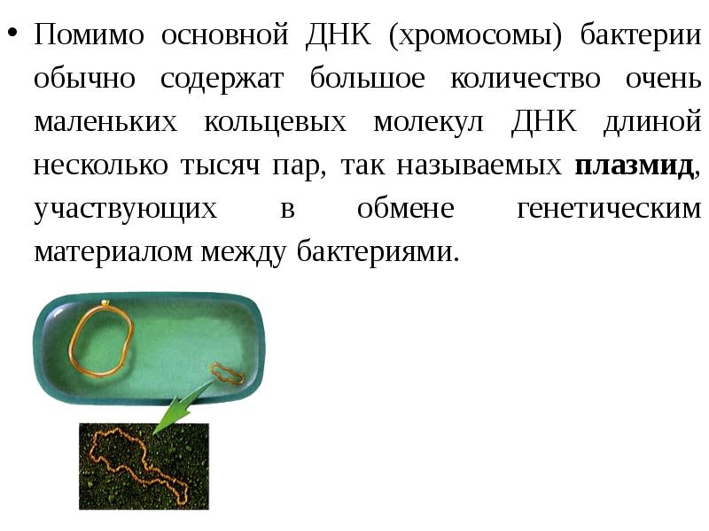 Помимо основной ДНК (хромосомы) бактерии обычно содержат большое количество очень маленьких Помимо основной ДНК (хромосомы) бактерии обычно содержат большое количество очень маленьких