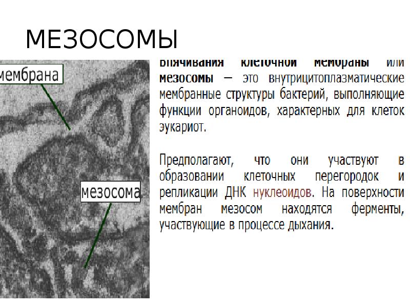 МЕЗОСОМЫ МЕЗОСОМЫ