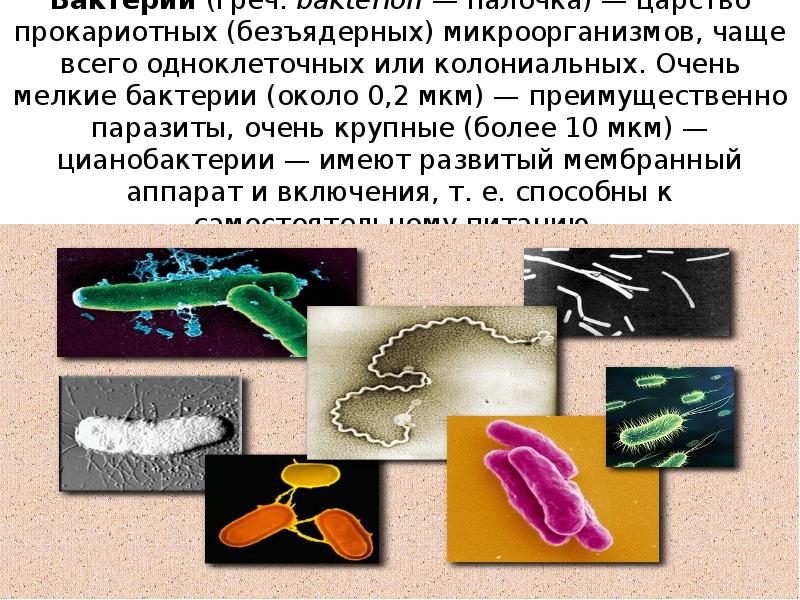 Бактерии (греч. bakterion — палочка) — царство прокариотных (безъядерных) микроорганизмов, чаще Бактерии (греч. bakterion — палочка) — царство прокариотных (безъядерных) микроорганизмов, чаще