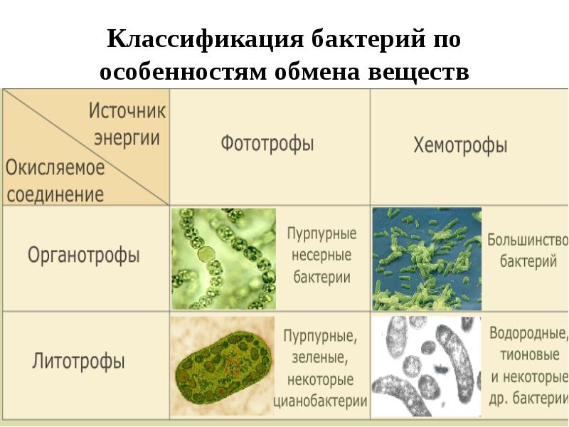 Классификация бактерий по особенностям обмена веществ Классификация бактерий по особенностям обмена веществ