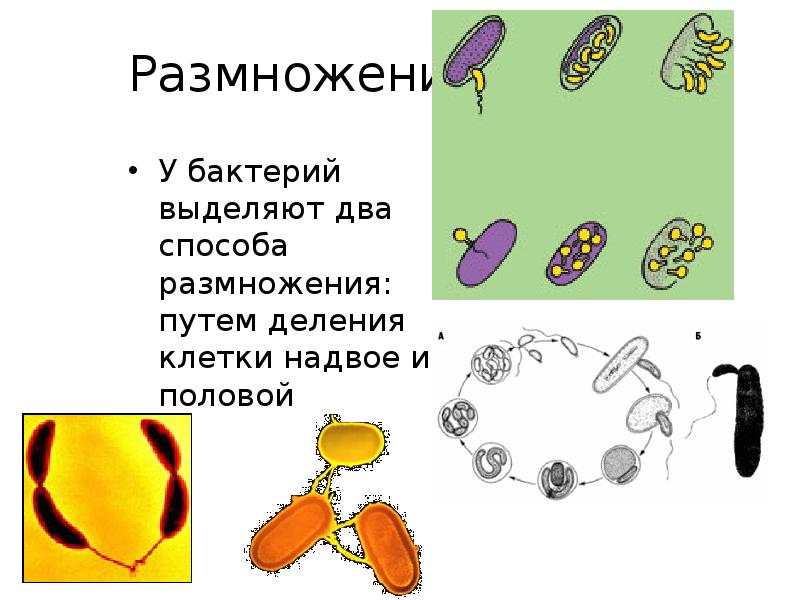 Размножение
У бактерий выделяют два способа размножения: путем деления клетки надвое Размножение
У бактерий выделяют два способа размножения: путем деления клетки надвое