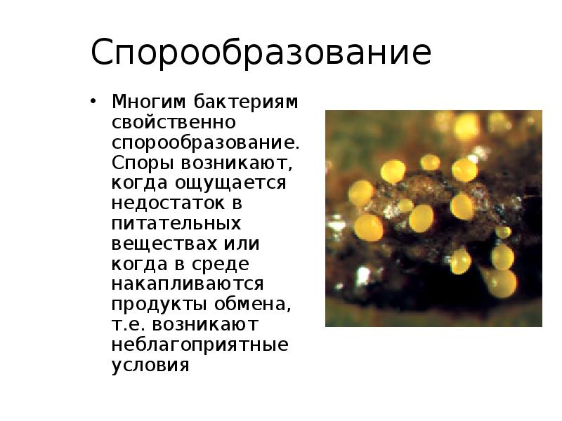 Спорообразование
Многим бактериям свойственно спорообразование. Споры возникают, когда ощущается недостаток в Спорообразование
Многим бактериям свойственно спорообразование. Споры возникают, когда ощущается недостаток в