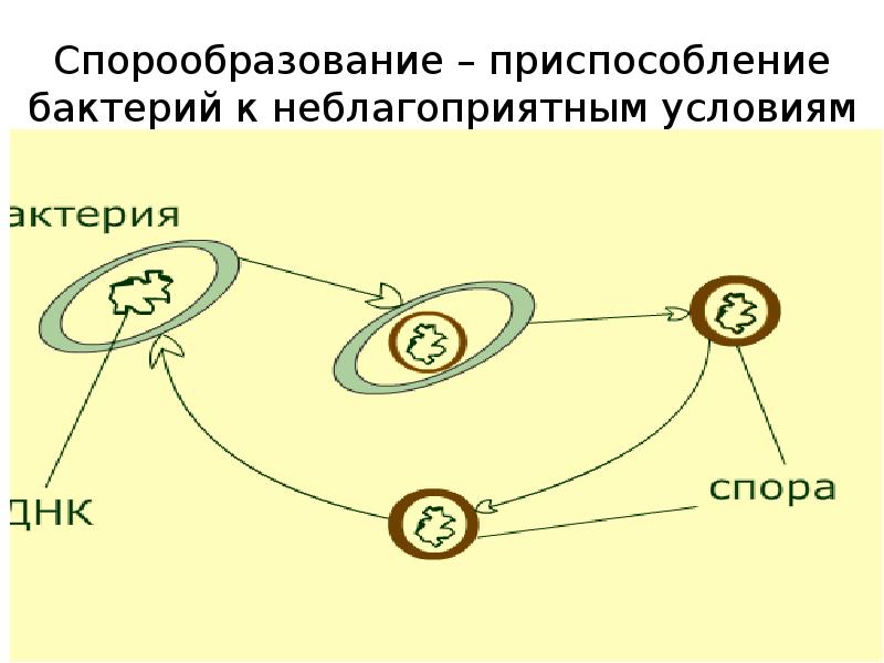 Спорообразование – приспособление бактерий к неблагоприятным условиям Спорообразование – приспособление бактерий к неблагоприятным условиям