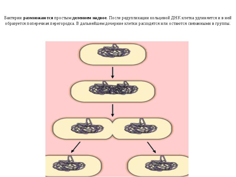 Бактерии размножаются простым делением надвое. После редупликации кольцевой ДНК клетка удлиняется Бактерии размножаются простым делением надвое. После редупликации кольцевой ДНК клетка удлиняется