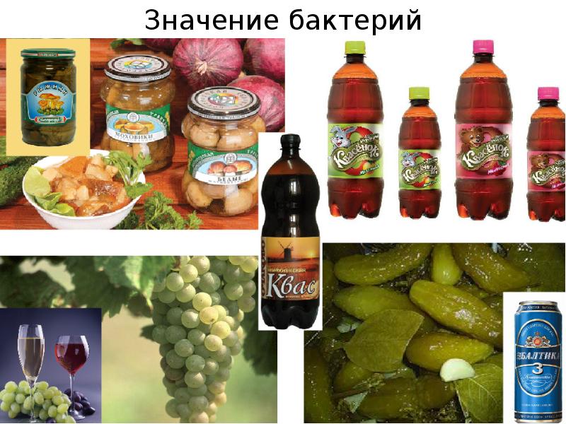 Значение бактерий Значение бактерий