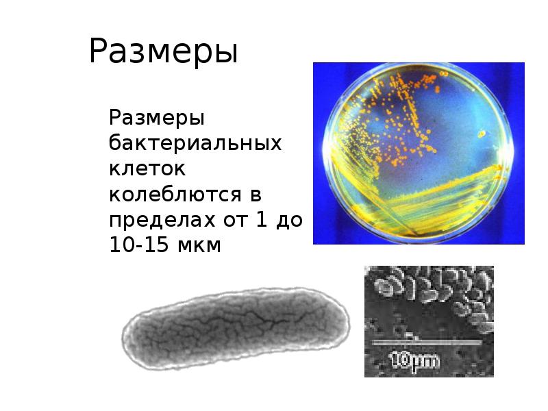 Размеры
Размеры бактериальных клеток колеблются в пределах от 1 до 10-15 Размеры
Размеры бактериальных клеток колеблются в пределах от 1 до 10-15