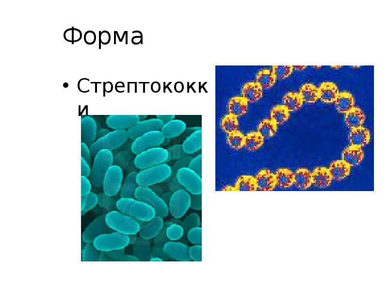Форма
Стрептококки Форма
Стрептококки