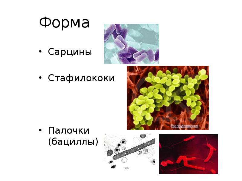Форма
Сарцины
Стафилококи
Палочки (бациллы) Форма
Сарцины
Стафилококи
Палочки (бациллы)
