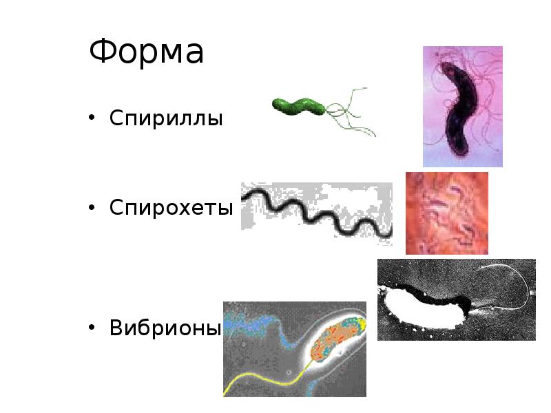 Форма
Спириллы
Спирохеты
Вибрионы Форма
Спириллы
Спирохеты
Вибрионы