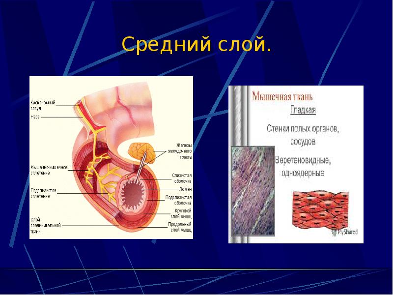 Как называется средний слой. Строение стенки полых внутренних органов. Наружная оболочка стенки полого органа.