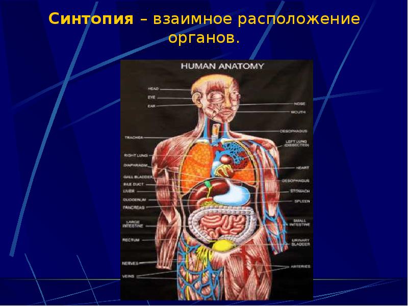 Анатомия строение организмов и органов. Строение человека внутренние органы сбоку. Органы человека расположение в картинках женский с надписью спереди. Строение тела органы брюшной полости. Строение органов человека мужчины.
