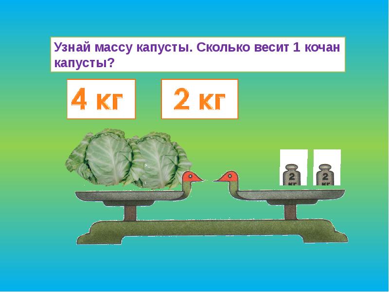 Используя рисунок определи сколько. Вес кочана капусты. Средний кочан капусты весит. Вес одного кочана капусты. Определи массу кочана капусты.