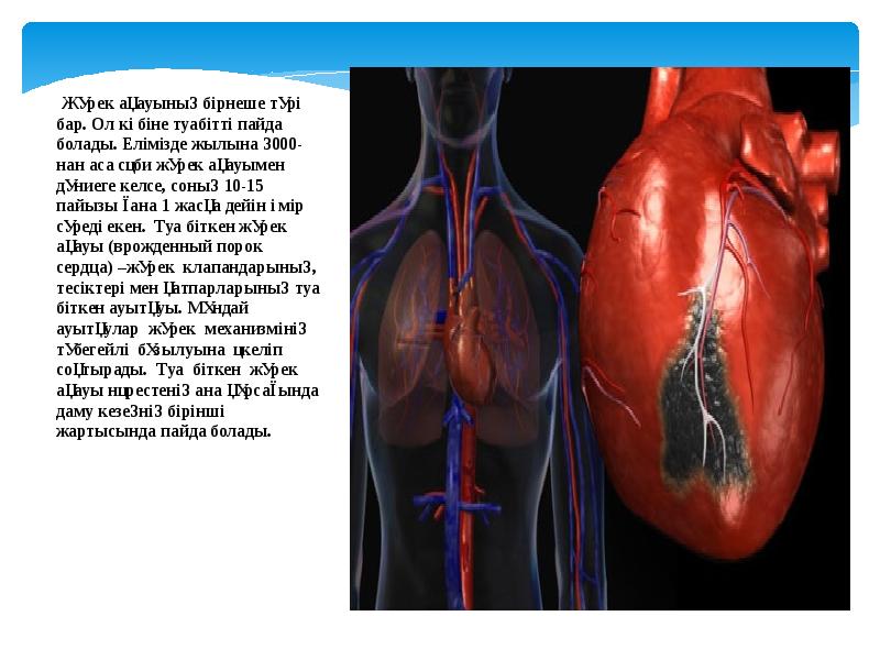 Жүрек құрылысы презентация