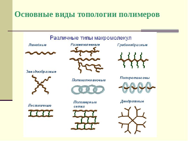 Роль макромолекул в человеческом организме презентация