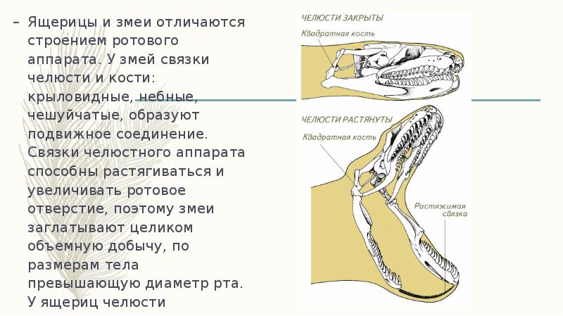 Анатомия питона картинки