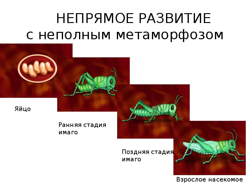 Развитие с неполным превращением примеры. Развитие с неполным метаморфозом. Непрямое неполное развитие. Непрямое полное и неполное превращение. Непрямое развитие с полным метаморфозом.