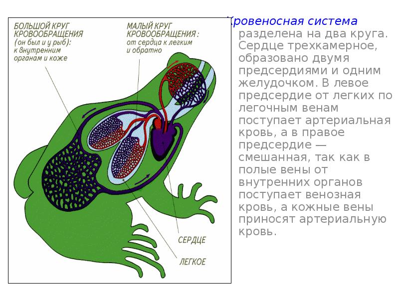 Неполная перегородка в сердце у земноводных. Трехкамерное сердце. Трехкамерное предсердие. Трёхкамерное сердце с неполной перегородкой в желудочке. У рыб трехкамерное сердце.