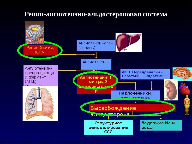 Ренин ангиотензин альдостероновая система презентация