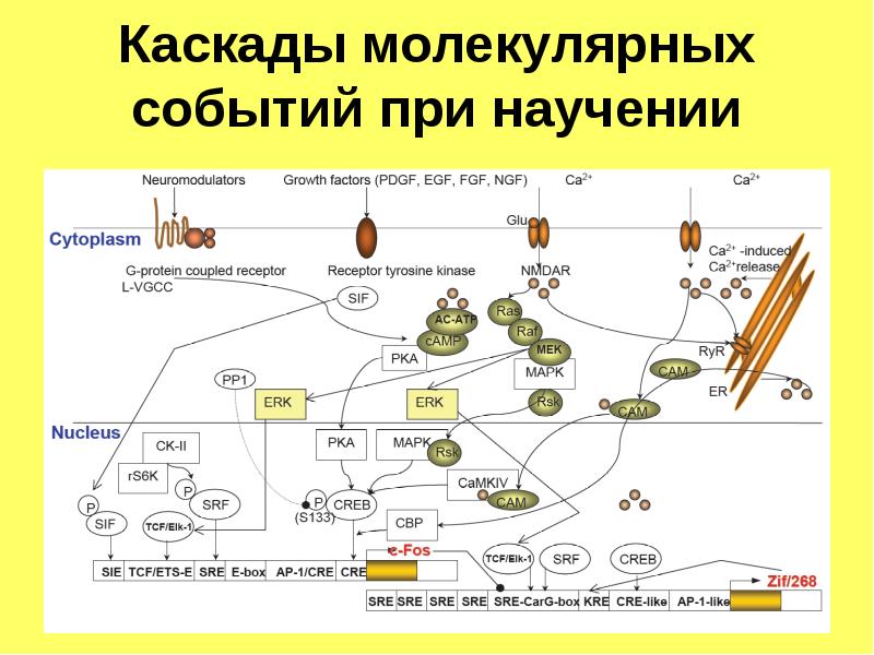 Психофизиология научения презентация