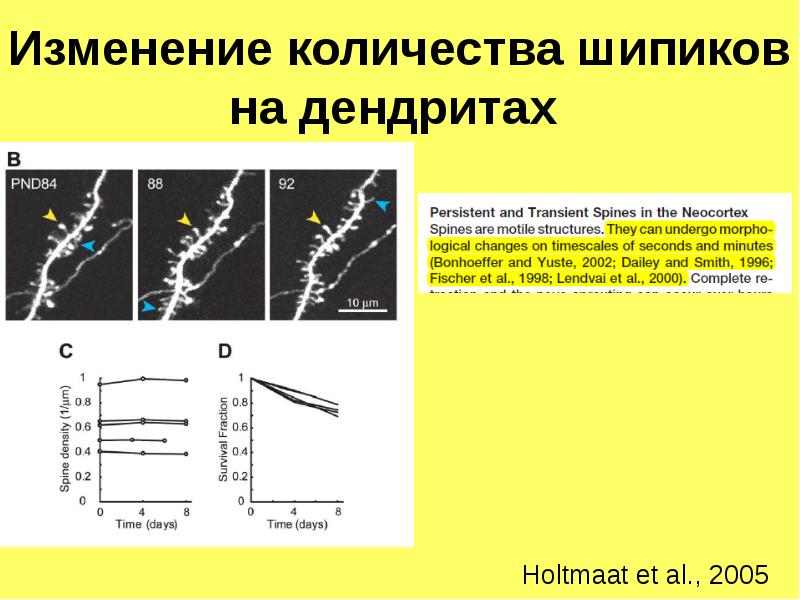 Et al. Шипики дендритов. Сколько дендритов. Возрастные изменения дендритов. Шипики дендритов функция репликации.