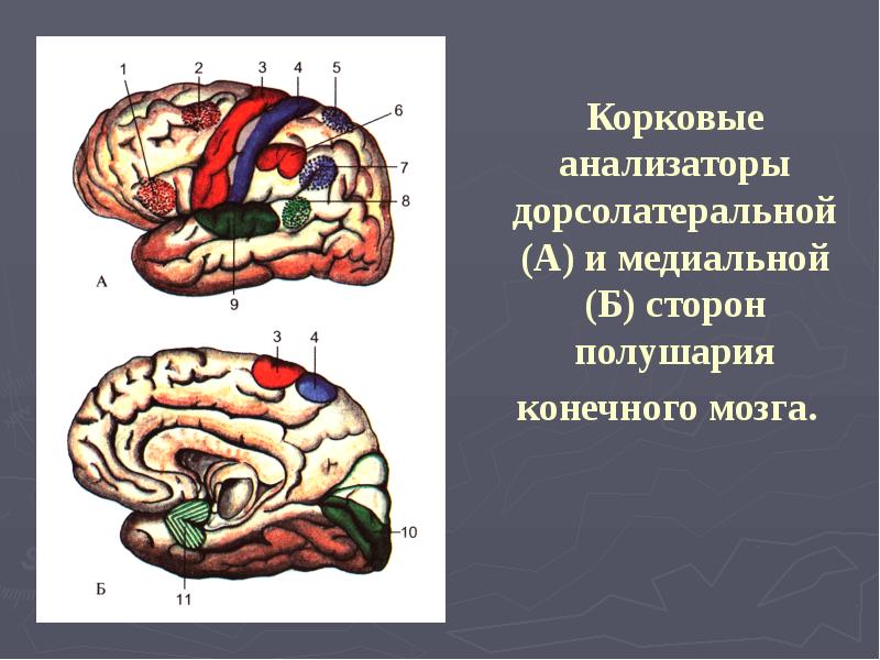 Высшая нервная деятельность анатомия презентация