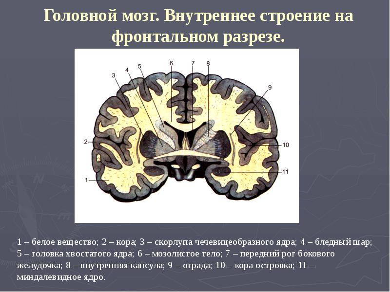 Высшая нервная деятельность анатомия презентация