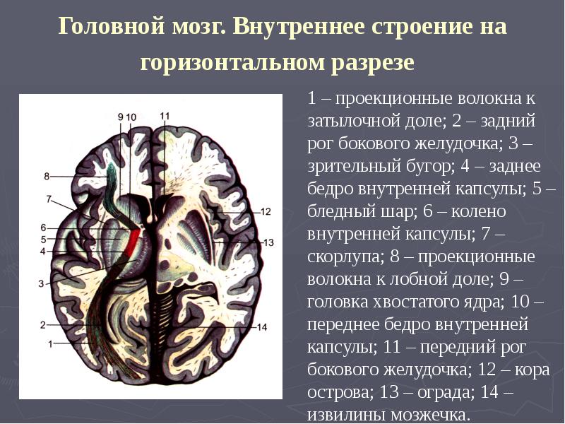 Высшая нервная деятельность анатомия презентация