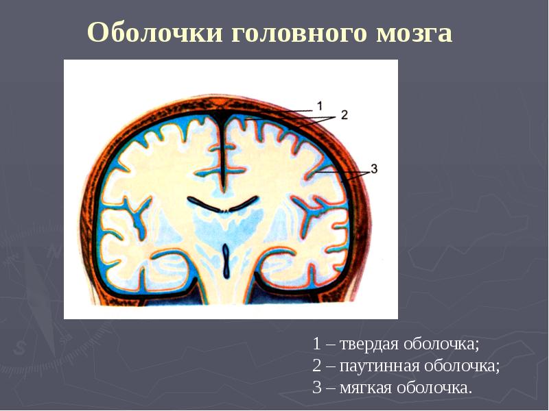 Высшая нервная деятельность анатомия презентация