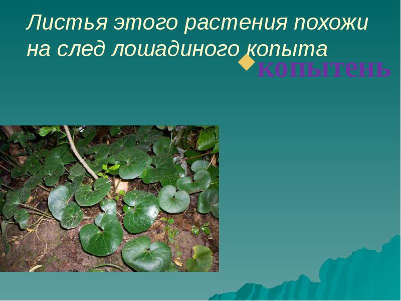 Листья растения похожи на след лошадиного копыта. Лист какого растения похож на копыто. копытень. растение копытень похоже на копыто.