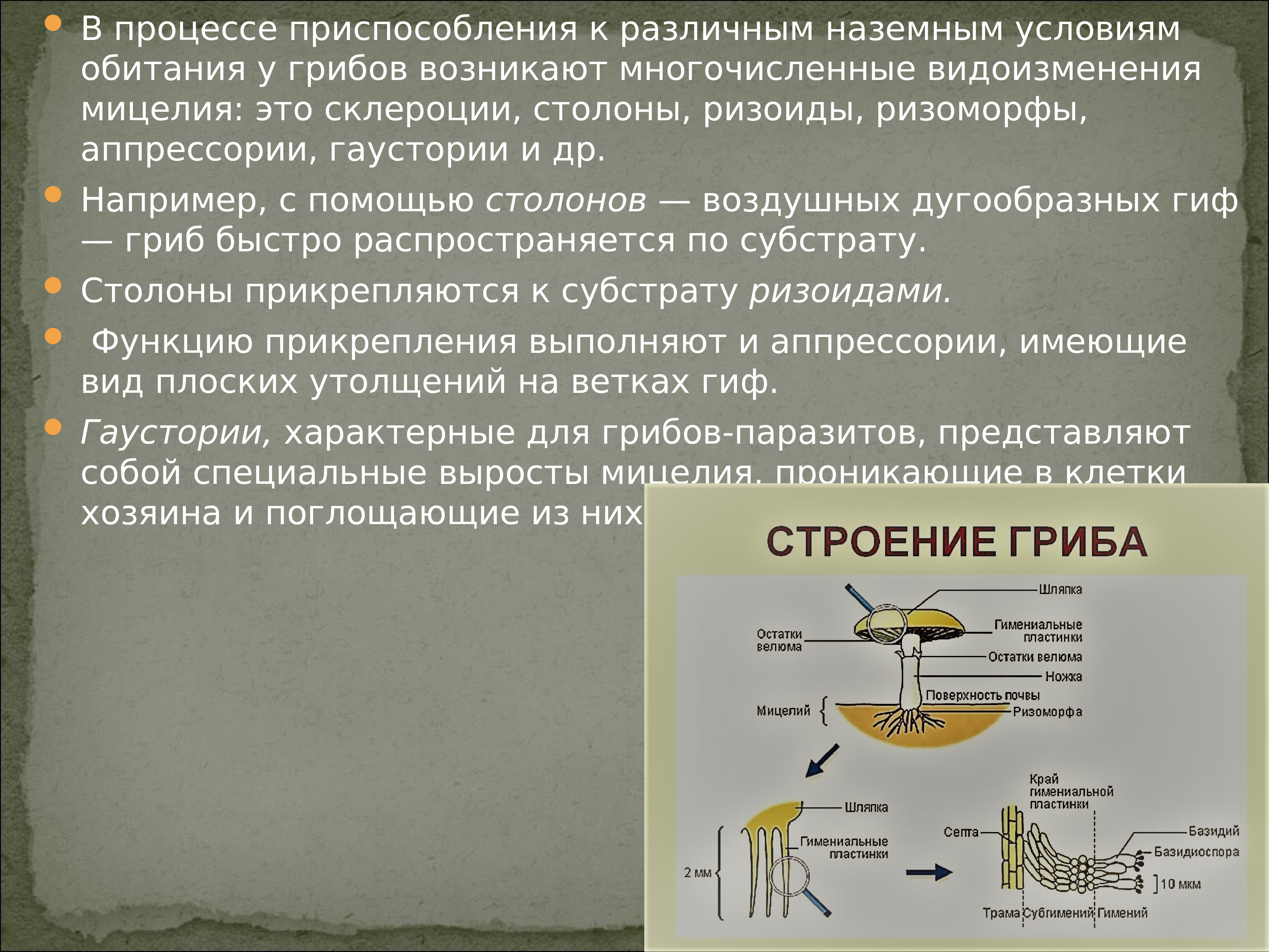 Видоизменение мицелия клетки. Процессы приспособления.