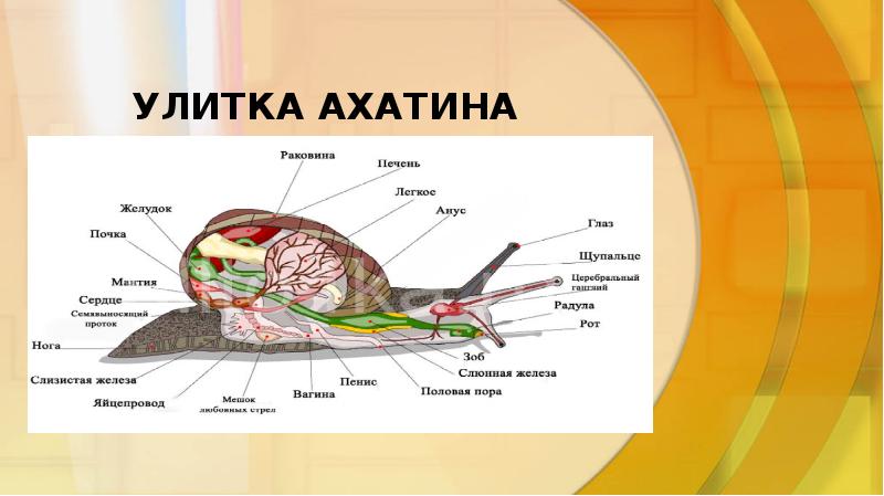 Строение улитки ахатины картинка