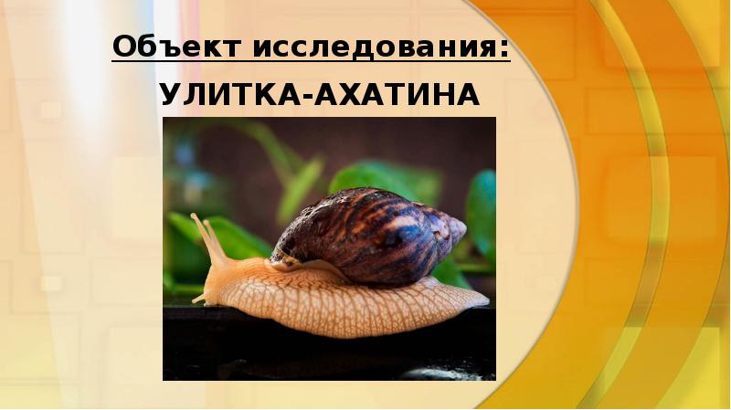 Улитка ахатина исследовательский проект