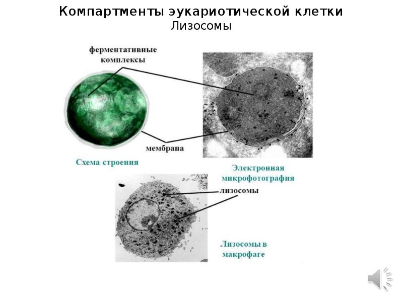 Лизосома рисунок и функции