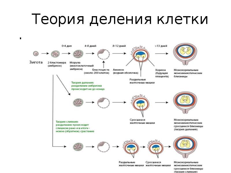 Какая область науки изучает деление клетки