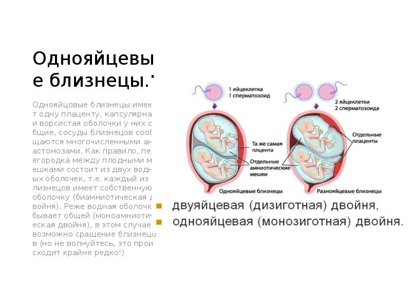 Почему однояйцевые близнецы имеют одинаковый генотип. Однояйцевые Близнецы деление яйцеклетки. Однояйцевые Близнецы плацента. Появление однояйцевых близнецов. Как получаются однояйцевые Близнецы.