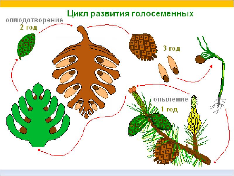 Рисунок цикл развития голосеменных растений