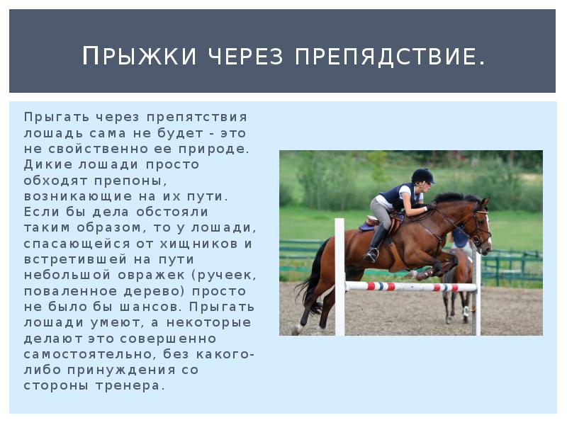 Прыжки через препядствие. Прыгать через препятствия лошадь сама не будет -