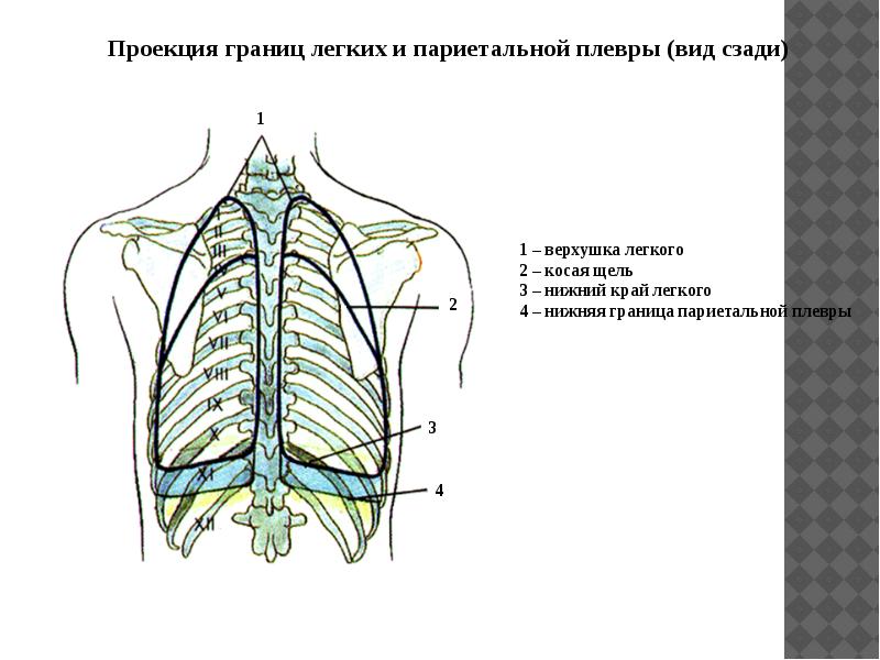 Нижней границы легких в пределах боковой стенки грудной полости