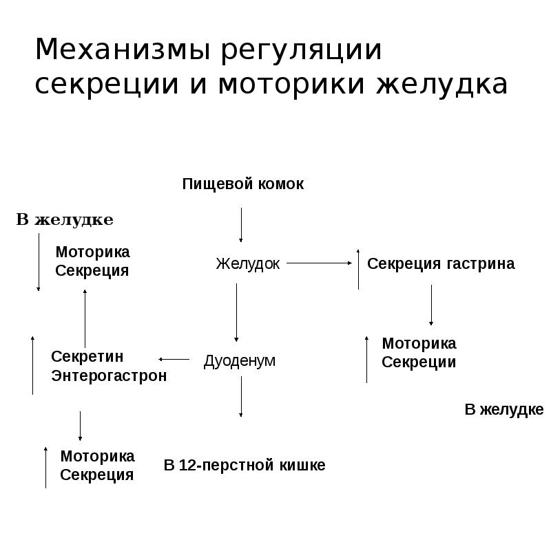 Схема желудочной фазы регуляции желудочной секреции