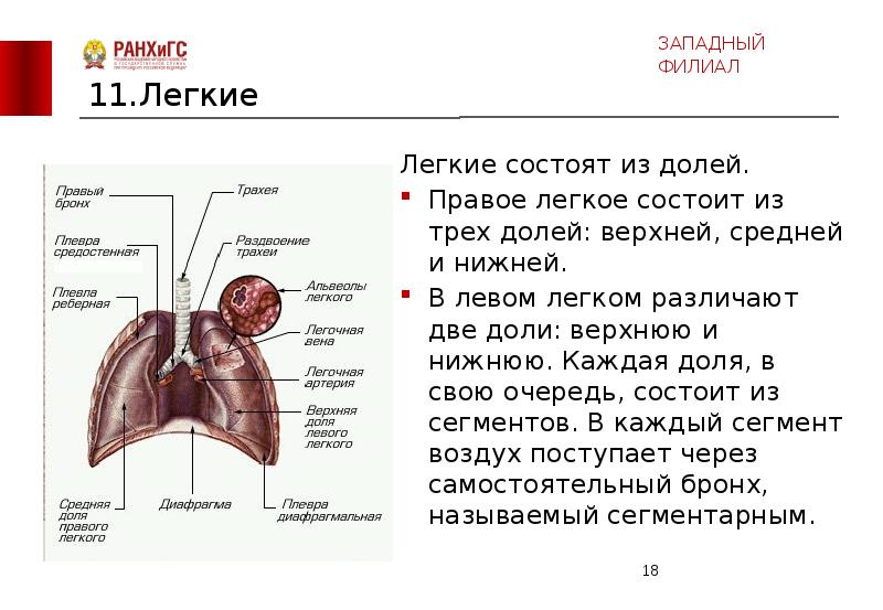 Правое легкое по лондонской схеме состоит из