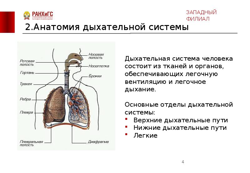 Дыхание человека презентация