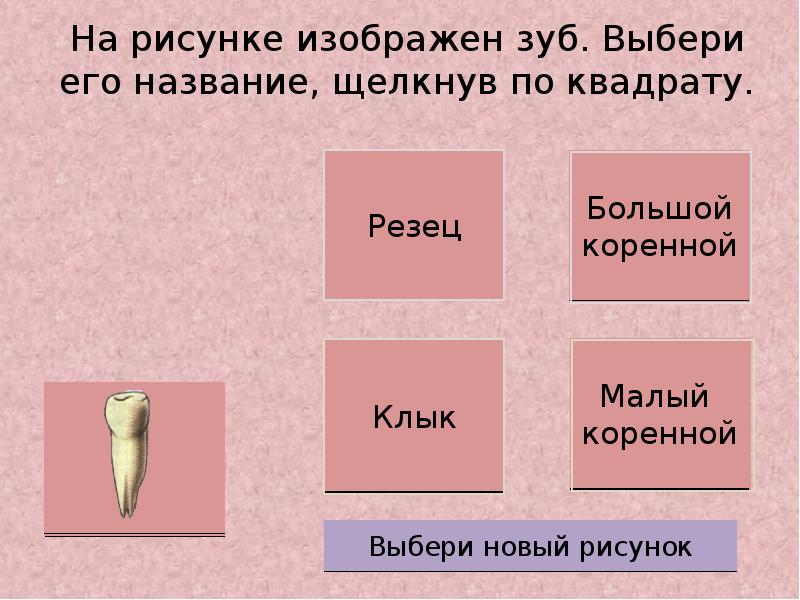 Зубы проект по биологии 8 класс