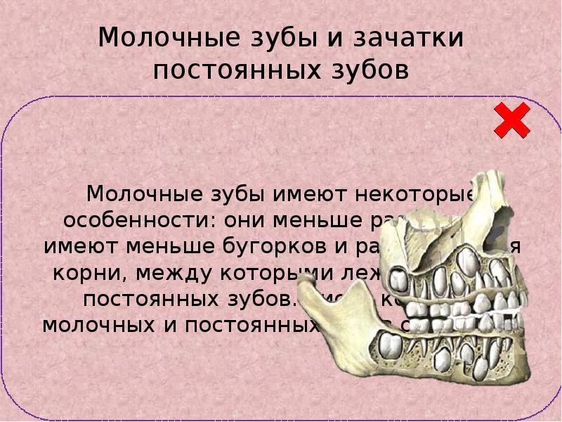 Зубы проект по биологии 8 класс