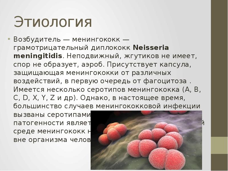 Менингококки микробиология. Возбудитель (Neisseria meningitidis). Диплококки возбудители. Факторами патогенности менингококка являются.